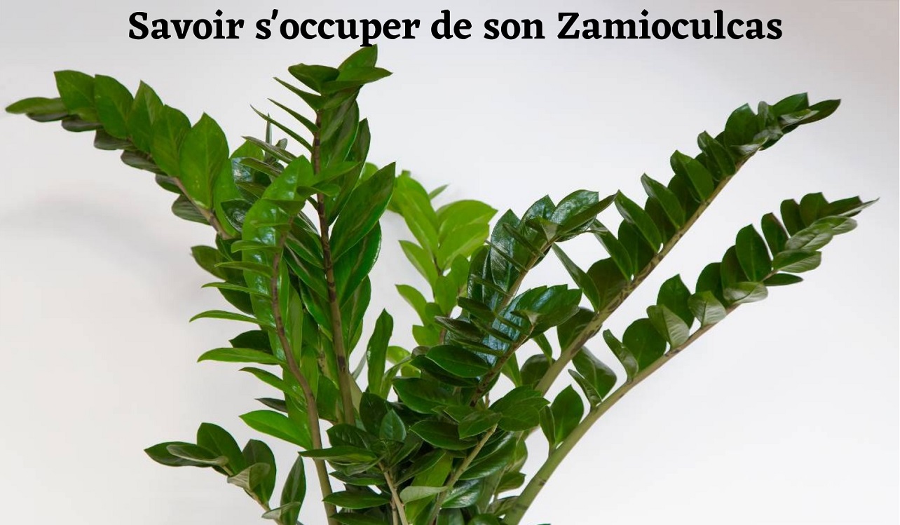 Zamioculcas