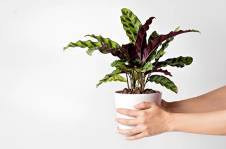 Calathea : une plante verte inévitable pour sublimer l’intérieur