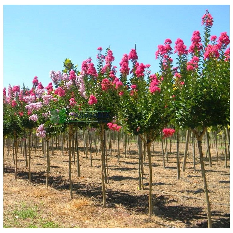 Lilas des indes sachez planter et prendre soin de votre arbuste