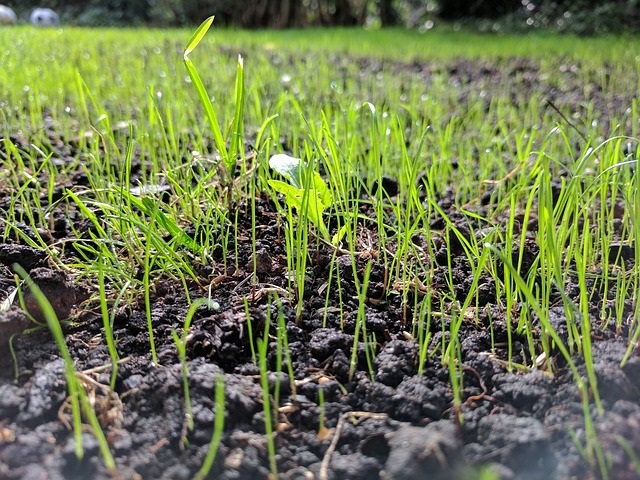 plantation pelouse