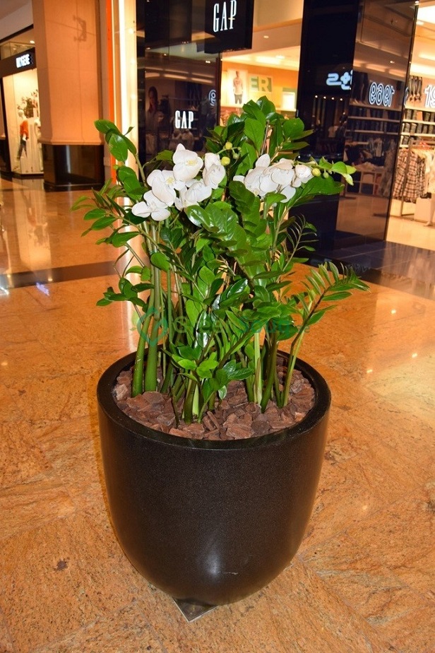 plante intérieur