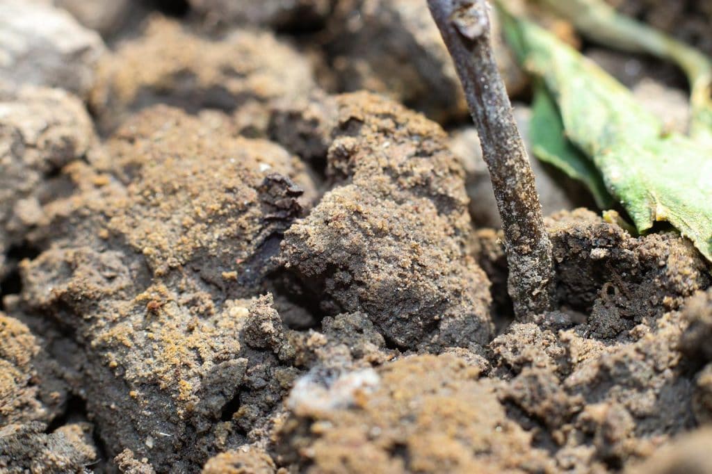 compost