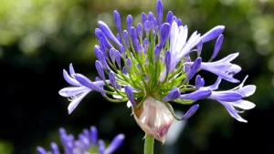 agapanthes