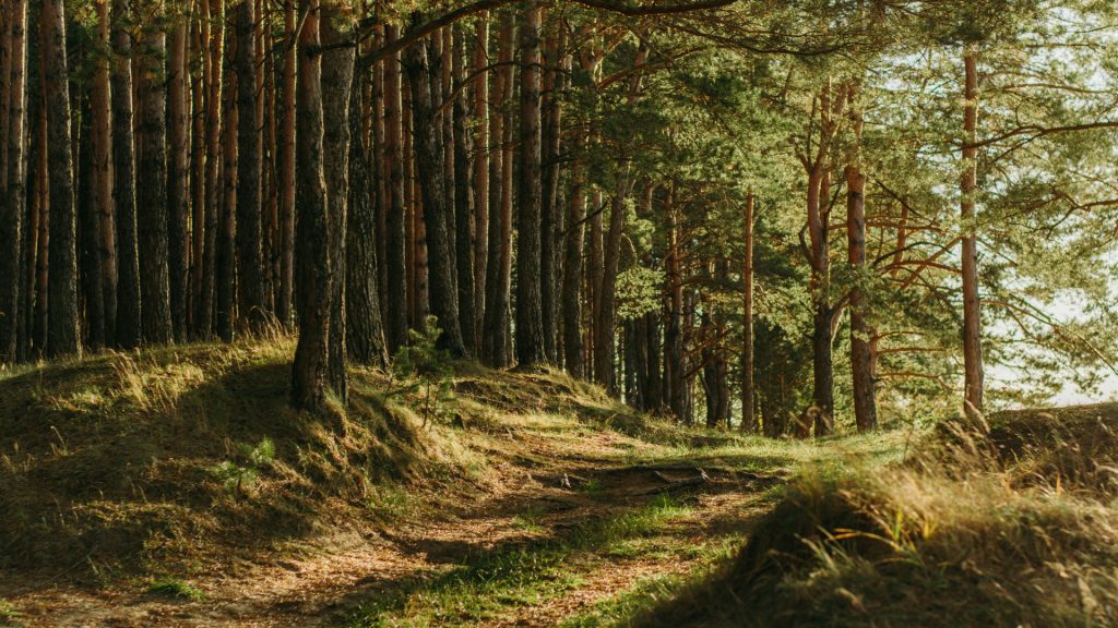 Comment utiliser un traceur forestier ?